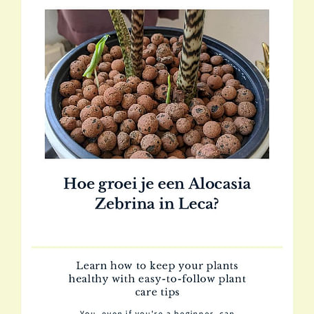 Hoe groei je een Alocasia Zebrina in Leca?