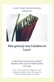 Hoe groei je een Calathea in Leca?