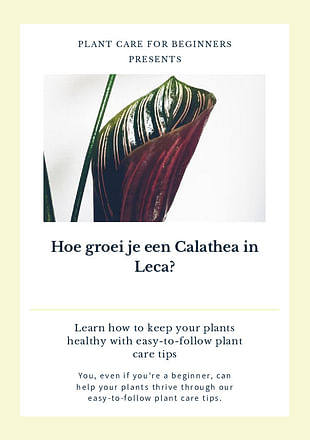 Hoe groei je een Calathea in Leca?