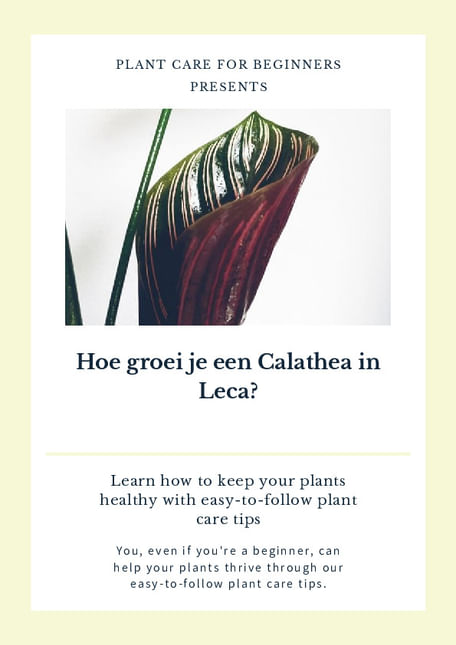 Hoe groei je een Calathea in Leca?