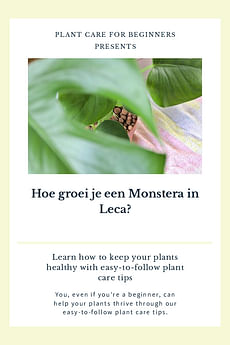 Hoe groei je een Monstera in Leca?