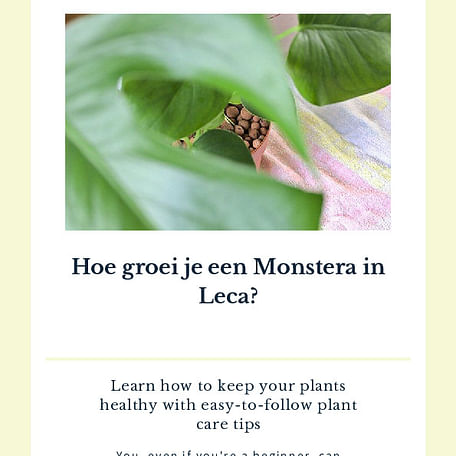 Hoe groei je een Monstera in Leca?