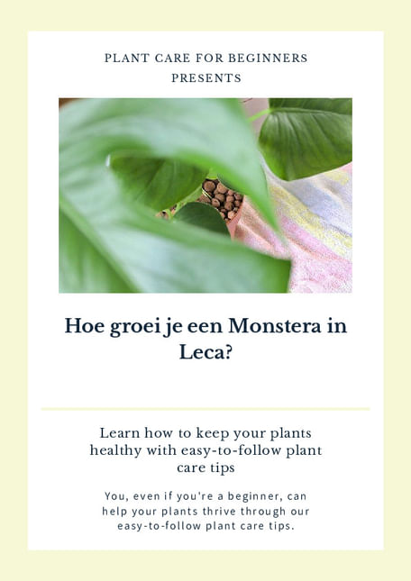 Hoe groei je een Monstera in Leca?