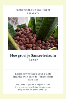 Hoe groei je Sansevierias in Leca?