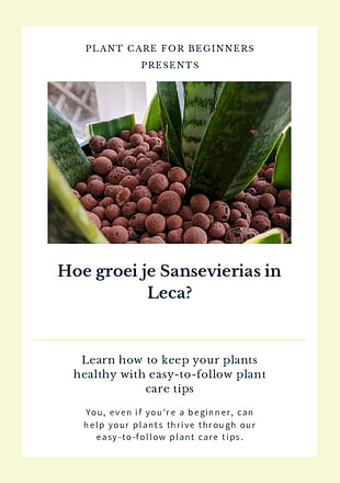 Hoe groei je Sansevierias in Leca?