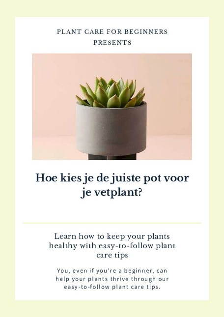 Hoe kies je de juiste pot voor je vetplant?