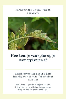 Hoe kom je van spint op je kamerplanten af