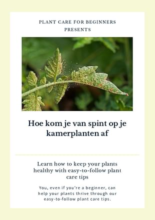 Hoe kom je van spint op je kamerplanten af