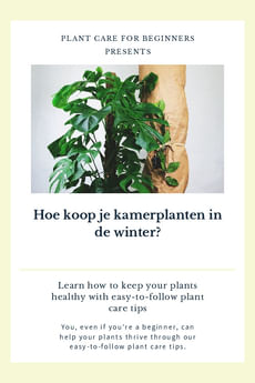 Hoe koop je kamerplanten in de winter?