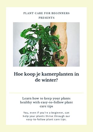 Hoe koop je kamerplanten in de winter?