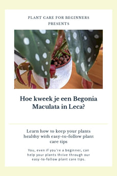 Hoe kweek je een Begonia Maculata in Leca?