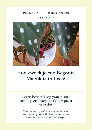 Hoe kweek je een Begonia Maculata in Leca?