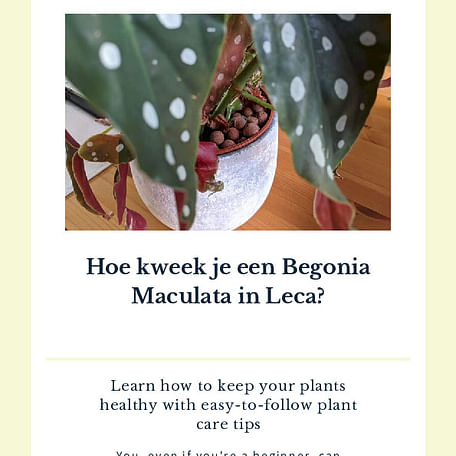 Hoe kweek je een Begonia Maculata in Leca?