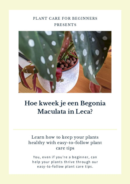 Hoe kweek je een Begonia Maculata in Leca?