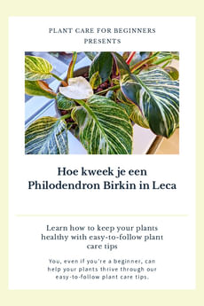 Hoe kweek je een Philodendron Birkin in Leca