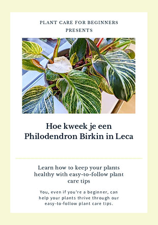 Hoe kweek je een Philodendron Birkin in Leca