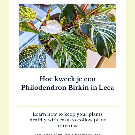 Hoe kweek je een Philodendron Birkin in Leca