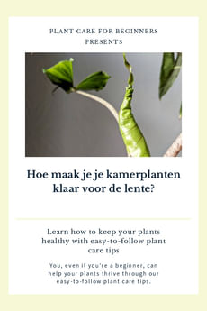 Hoe maak je je kamerplanten klaar voor de lente?