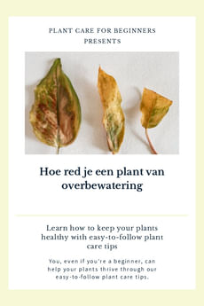 Hoe red je een plant van overbewatering