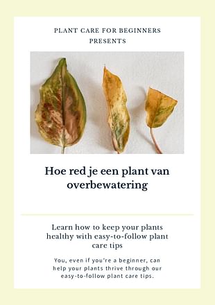 Hoe red je een plant van overbewatering