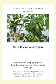 Schefflera verzorgen