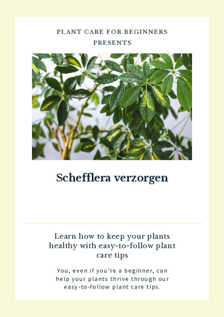 Schefflera verzorgen