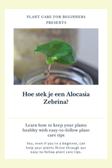 Hoe stek je een Alocasia Zebrina?