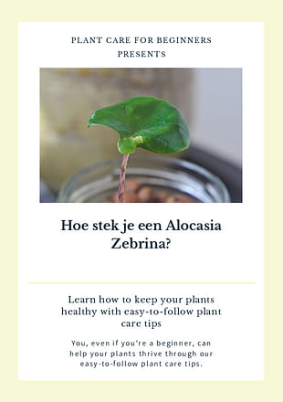 Hoe stek je een Alocasia Zebrina?