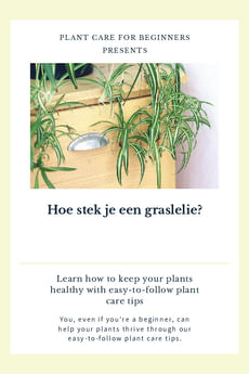 Hoe stek je een graslelie?
