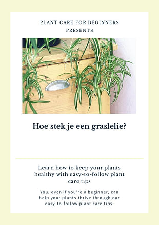 Hoe stek je een graslelie?