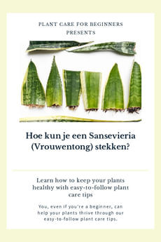 Hoe kun je een Sansevieria (Vrouwentong) stekken?