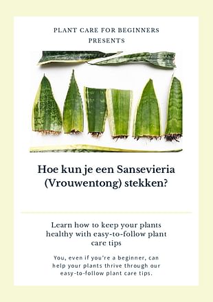 Hoe kun je een Sansevieria (Vrouwentong) stekken?
