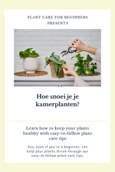 Hoe snoei je je kamerplanten?
