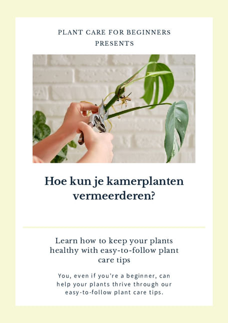 Hoe kun je kamerplanten vermeerderen?