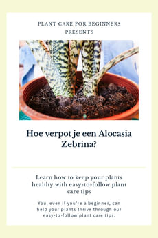 Hoe verpot je een Alocasia Zebrina?