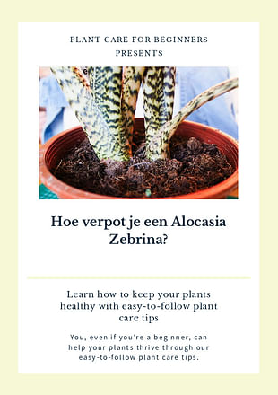 Hoe verpot je een Alocasia Zebrina?