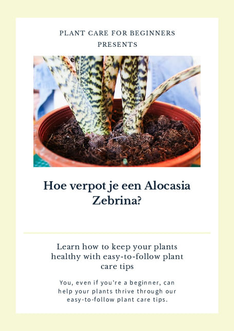 Hoe verpot je een Alocasia Zebrina?