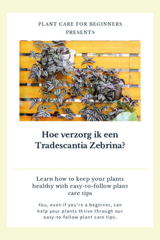 Hoe verzorg ik een Tradescantia Zebrina?