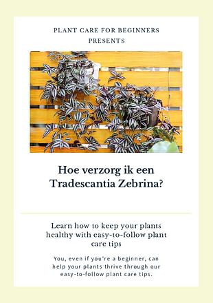 Hoe verzorg ik een Tradescantia Zebrina?