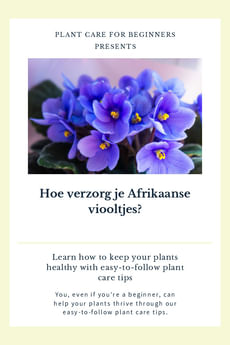Hoe verzorg je Afrikaanse viooltjes?