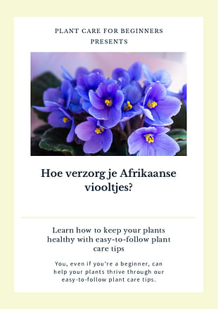 Hoe verzorg je Afrikaanse viooltjes?