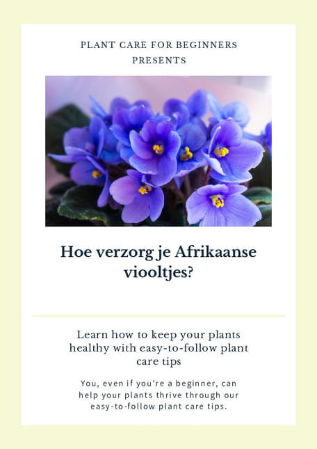 Hoe verzorg je Afrikaanse viooltjes?