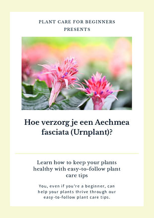 Hoe verzorg je een Aechmea fasciata (Urnplant)?