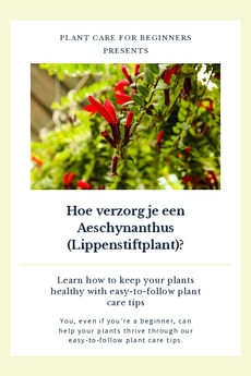 Hoe verzorg je een Aeschynanthus (Lippenstiftplant)?