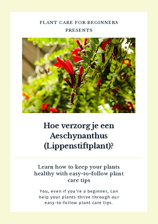 Hoe verzorg je een Aeschynanthus (Lippenstiftplant)?