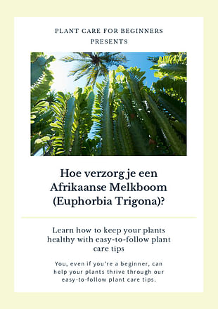 Hoe verzorg je een Afrikaanse Melkboom (Euphorbia Trigona)?