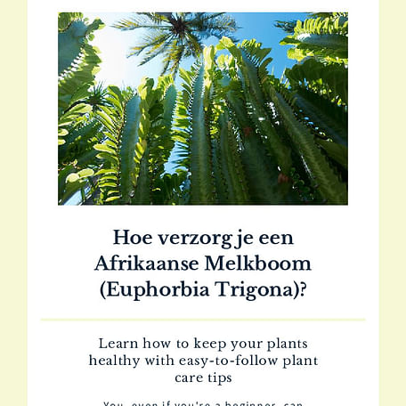 Hoe verzorg je een Afrikaanse Melkboom (Euphorbia Trigona)?