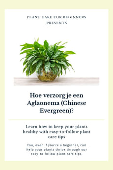 Hoe verzorg je een Aglaonema (Chinese Evergreen)?