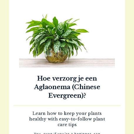 Hoe verzorg je een Aglaonema (Chinese Evergreen)?