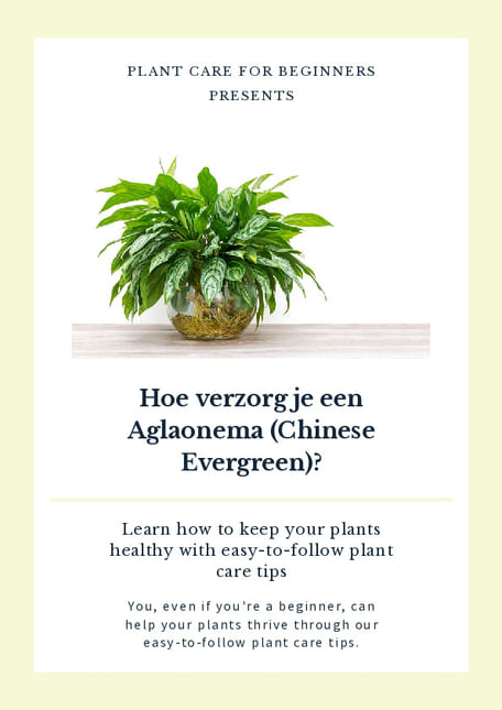 Hoe verzorg je een Aglaonema (Chinese Evergreen)?